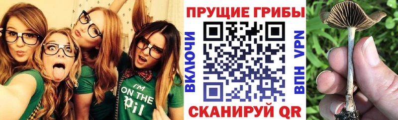 Псилоцибиновые грибы мицелий кракен онион Хотьково